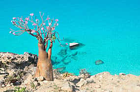 Foto 1 8 días en la isla de Socotra