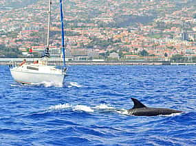 Zdjęcie 1 Madeira: Dolphin Watching
