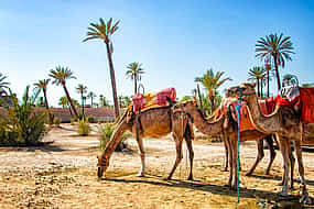 Photo 1 Marrakesh Palm Groves Sunset Camel Riding