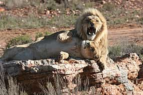 Photo 1 Aquila Game Reserve. Full-day Traditional Big 5 Safari