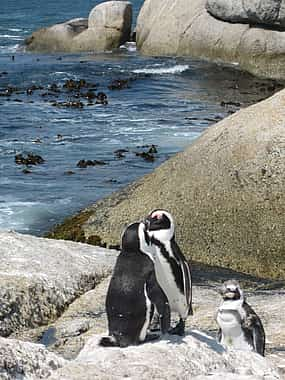 Foto 1 Para parejas: Visita guiada privada de un día a los pingüinos de la Península del Cabo