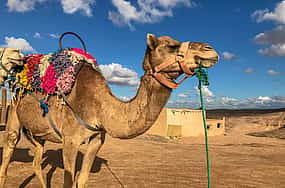 Photo 1 Day Trip to Atlas Mountains,  Ourika Waterfall and Berber Villages with Camel Ride