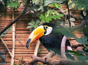 Photo 1 Birdwatching Tour in the Cloud Forest Curi-Cancha