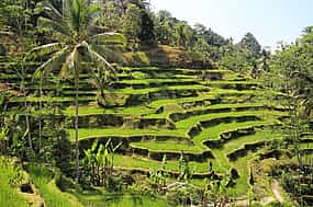Foto 1 Ubud Tour: Best of Ubud -All inclusive
