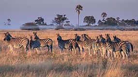 Photo 1 South Luangwa Morning Safari