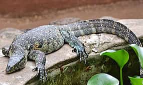 Photo 1 Meserani Snake Park Walking Tour from Arusha