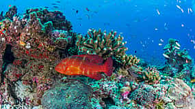 Photo 1 Snorkeling in St.Anne Marine National Park