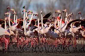 Photo 1 Birdwatching Bike Tour in the Lagoon of Venice
