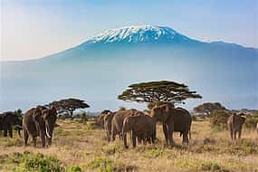 Photo 1 Mount Kilimanjaro Day Tour