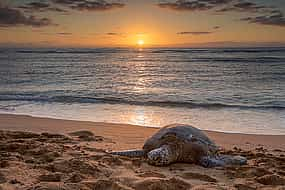 Foto 1 Excursión privada de 2 días a las Tortugas del Atardecer