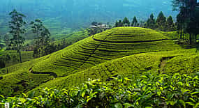 Photo 1 Nuwara Eliya Full-day Tour