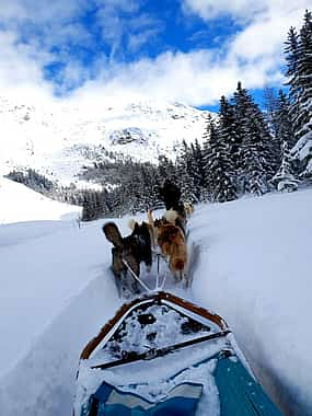 Photo 1 Dog Sledding Experience