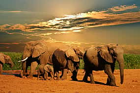 Фото 1 Ganztägige traditionelle Big 5 Safari von Kapstadt aus