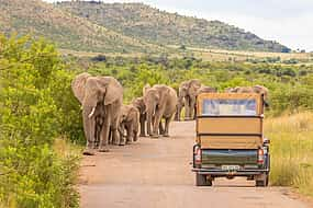 Foto 1 Ganztägige Pilanesberg Safari Tour