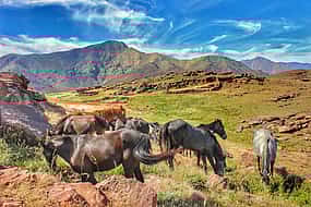 Photo 1 Horse Riding in Atlas Mountains