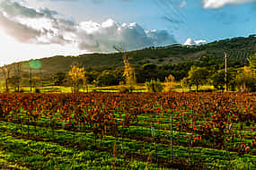 Photo 1 Small Group Arrábida Wine Full-day Tour