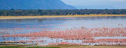 Foto 2 Excursión de un día al Parque Nacional del Lago Manyara desde Arusha