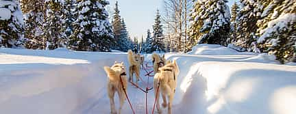 Foto 2 Safari de 30 minutos con huskies y visita a una granja en la zona de Pyha y Luosto