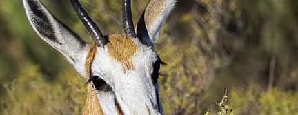 Photo 3 For Couples: Private Sunset Safari at Aquila Game Reserve