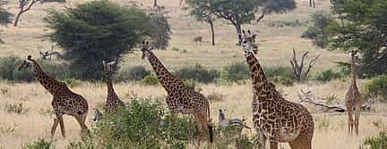 Foto 3 Excursión de un día al Parque Nacional de Tarangire desde Arusha