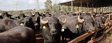 Photo 2 Private Tour to Paestum and Buffalo Farm from Sorrento