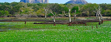 Foto 3 Excursión privada a Yala con recogida en los complejos turísticos