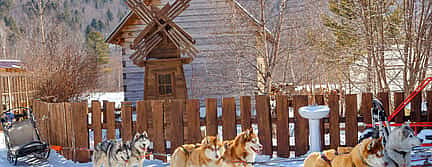 Foto 3 Safari de 30 minutos con huskies y visita a una granja en la zona de Pyha y Luosto