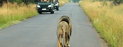 Photo 3 Full-day Pilanesberg Safari Tour