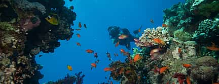 Photo 3 Scuba Diving from Marmaris Area