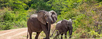 Foto 2 Safari de 2 días a la Reserva de Caza Selous desde Zanzíbar o Dar es salaam