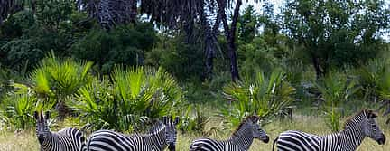 Foto 3 Excursión de un día al Parque Nacional de Selous desde Zanzíbar o Dar es Salaam