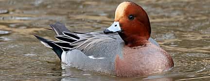 Photo 3 Birdwatching Bike Tour in the Lagoon of Venice