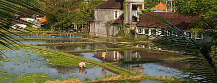 Photo 3 ATV Tour with Monkey Forest Visit