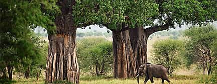 Foto 2 Excursión de un día al Parque Nacional de Tarangire desde Arusha