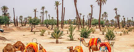 Photo 2 Marrakesh Palm Groves Sunset Camel Riding