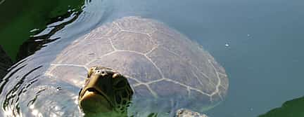 Photo 2 Dalyan Day Trip from Fethiye with River Cruise, Mud Baths and Iztuzu Beach