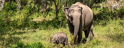 Photo 3 For Couples: Private Jeep Safari at Udawalawa National Park