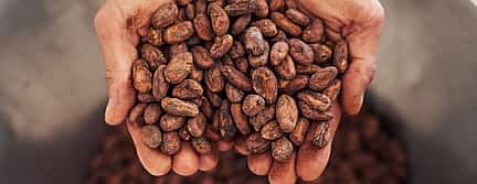 Fotoğraf 3 Exclusive Champagne and Chocolate Experience