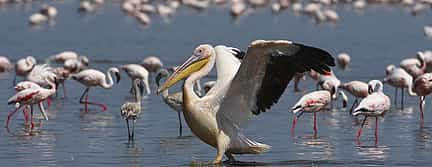 Photo 3 Lake Manyara National Park Full-day Tour from Arusha