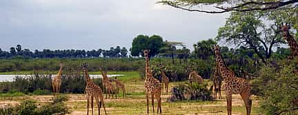 Foto 2 Excursión de 2 días a Mikumi Safari desde Dar es Salaam