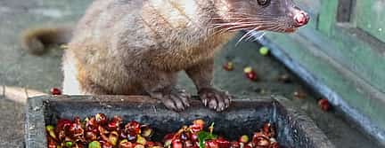Photo 3 Mount Batur Sunrise Trekking with Breakfast