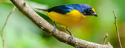 Photo 2 Birdwatching Tour in the Cloud Forest Curi-Cancha