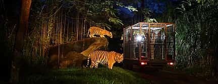 Photo 2 Night Safari