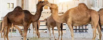 Photo 2 Doha and Al Wakra Souk Tour