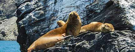 Photo 3 Boat Tour of Ballestas Islands