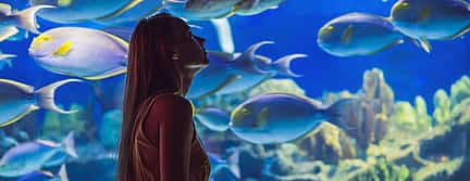 Photo 3 Dubai Burj Khalifa with Dubai Aquarium Combo Passes (Non-prime Hours)