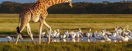 Photo 3 Lake Nakuru Day Trip From Nairobi