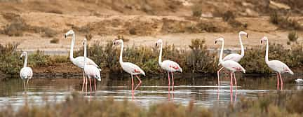 Photo 3 Ria Formosa-Barrier Islands Tour