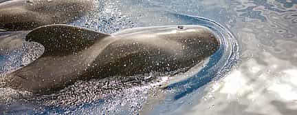 Photo 2 Whale Watching Catamaran in Costa Adeje