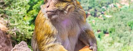 Fotografija 2 Ouzoud Waterfalls Full-day Tour from Marrakesh